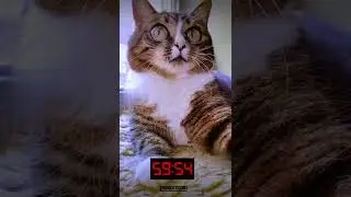 СМЕШНЫЕ КОШКИ / ПРИКОЛЫ С КОШКАМИ