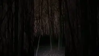 Coyotes