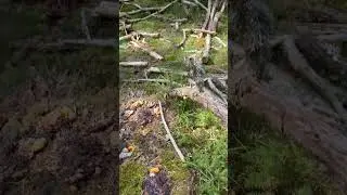 Что за грибы?