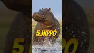 Top 10 strongest animal in World||