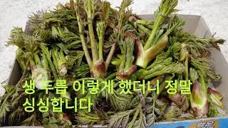 #두릅저장방법/ 두릅 이렇게 하면 방금 꺾어온  두릅처럼 싱싱함을 유지합니다