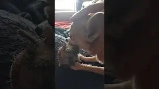 У чихуахуа как всегда плохое настроение.
