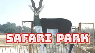 Safari Park Lahore Tour | Lahore Safari | Best Safari Park in Lahore |
