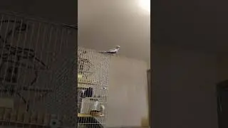 Весенняя песня кореллы Гошки.