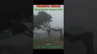 MADEIRA Laurel Forest Fanal