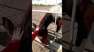 Белая Скала и ферма Лошадей