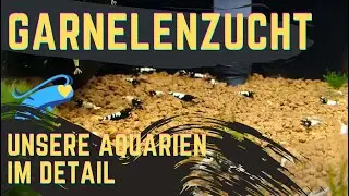 Zwerggarnelen Züchten - Unsere Zuchtanlage für Neocaridina und Caridina Garnelen im Detail