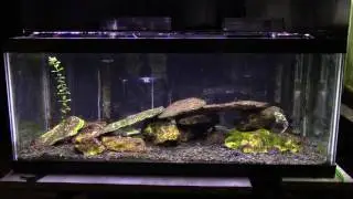 Some Basic Information About A Brackish Aquarium