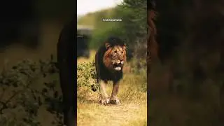LION QUOTES🔥|ft.LION #lion #lionattitudestatus #lionquotes