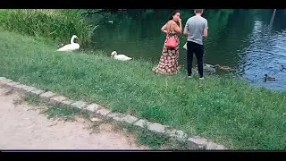 БЕЛАЯ ЦЕРКОВ ПАРК АЛЕКСАНДРИЯ ИЮЛЬ