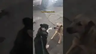dog walk - pet leash 