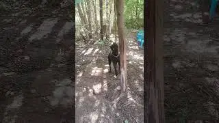 Кане Корсо скучно.. 🤣🫢😀