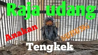 anakan burung tengkek/raja udang