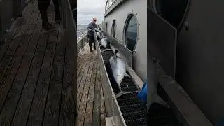 Albacore Tuna Fishing BLEED & PRE CHILL TUNA #yakventures #eatseafood #eatfish #tuna #albacore
