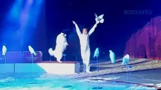 Circus. The show pigeons