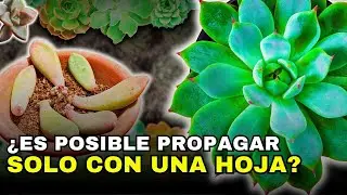 Lo que nadie te dice a la hora de multiplicar tus suculentas… 😲🌿🤯