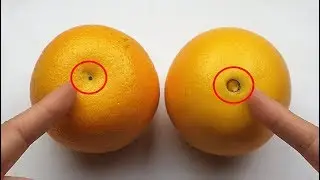 橙子也分公母？橙子甜不甜，看這裏就知道了，保證挑到的橙子又甜又多汁！