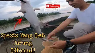 Baung Kelulang Sungai Pahang (||EP056)