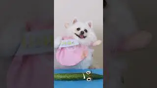 The operation is in progress #nico #dog #funny #smartnico #cute