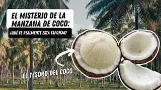 El Misterio de la MANZANA DE COCO: ¿Qué es realmente esta esponja?
