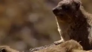 Hyraxe Teaser [MUSIC]