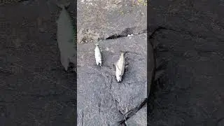 Один заброс - поймано сразу 4 рыбы ❤️‍🔥💯😉 Рыбалка в Норвегии на скумбрию 
