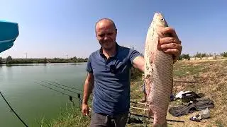 Блідий амур на перегар з кукурудзою