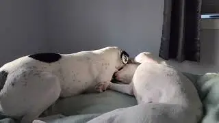 Puppy Energy in the Morning