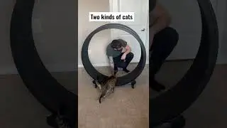 What kind is your cat? Crazy or cuddly?😂 #cats #catsofyoutube