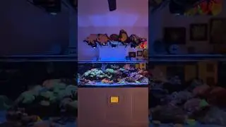 Transition day and night. #aquarium #reef #fish #reefkeeper #reeftank #fishtank #reefing