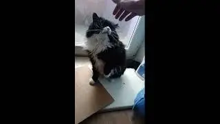 любимый котик