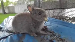 Lip smacking 1 month old dwarf rabbit