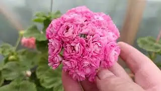 Пеларгошечки мои.