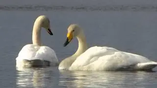 Лебединая песня в Варкаусе. Swan Song in Varkaus
