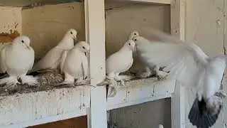 Сельское голуби. Краснодарский край, 18-11-2025 год. Белые чернохвостые- грузинские. 8918-955-68-75.