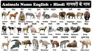 20 animals name in english and hindi for kids | जानवरों के नाम हिन्दी और अंग्रेजी में भाग 1 |