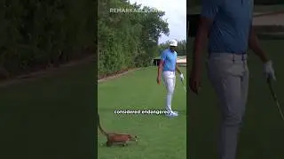 Not a monkey, not a dog...