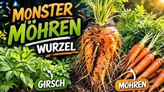 Gartenvideo 04/2026 – Wild wachsende Möhren-Wurzeln