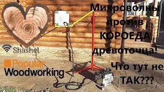 ДРЕВОТОЧЕЦ КОРОЕД против СВЧ Шашель нет! Полный обзор.