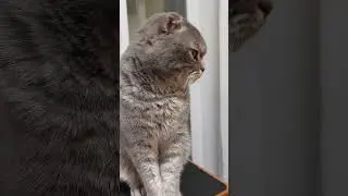 КОТ ПЕРВОЕ МЕСТО! 