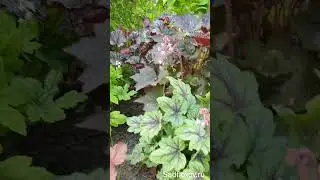 Тиареллы в моем саду
