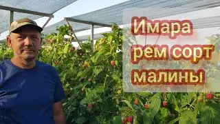 Имара рем сорт малины начало плодоношения