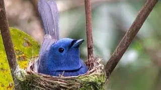 Songbirds nest with fledgling chicks