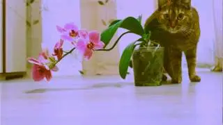 Видео с котэйкой