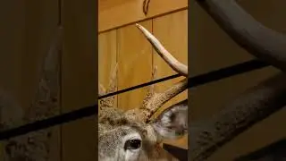 Amazing Giant Whitetail Buck