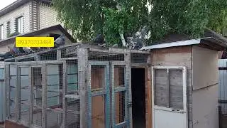 Николаевские голуби. Для тех кто заказывал птенцов.