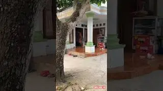 Odgj ini dateng lagi mau minta makan #shorts #anakdesa #minivlog