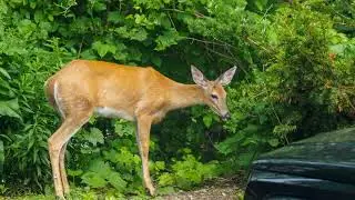 Deer at Port Bruce Provincial Park, Ontario