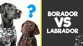 Borador vs Labrador breed comparison (Borador Breed Video)