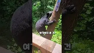 먹을 걸 찾아 자꾸만 찾아오는 곰들